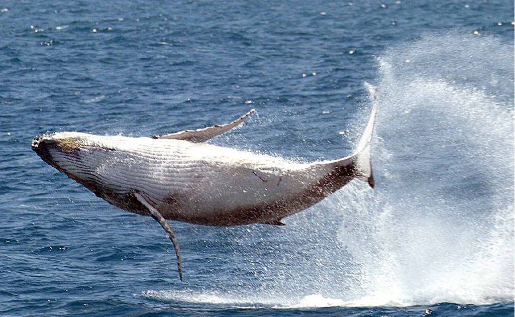 A young whale stunned Pacific Whale Foundation passengers by becoming airborne off Fraser Island. A young whale stunned Pacific Whale Foundation passengers by becoming airborne off Fraser Island.
